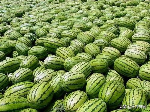 国内免费最大的吃瓜网站,最大吃瓜网站深度解析