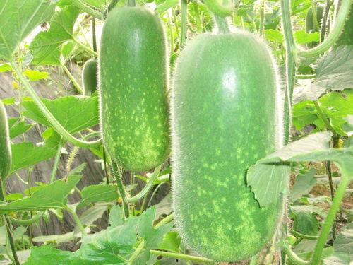 吃瓜爆料柳州视频大全,视频大全揭秘城市生活百态